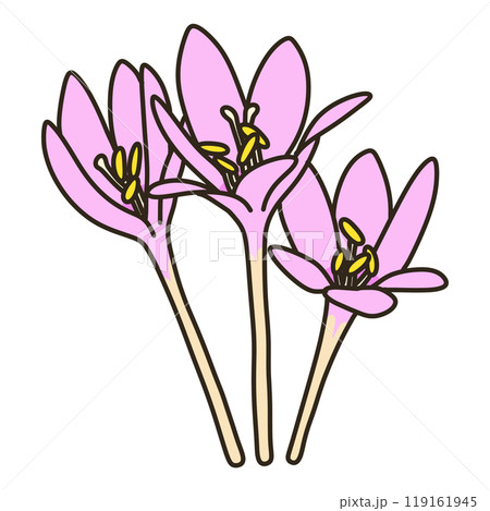 コルチカム 119161945