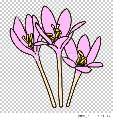 コルチカム 119161945