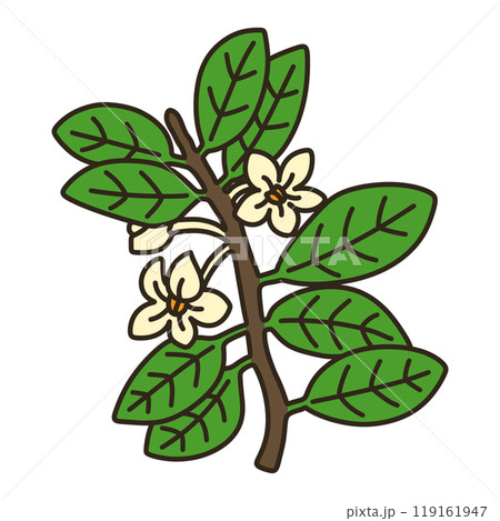 モッコク 119161947