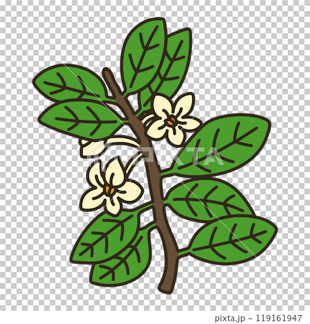 モッコク 119161947