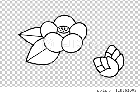 Simple camellia flower and bud line drawing illustration set Simple camellia flower and bud line drawing illustration set 119162005
