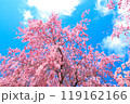 青空と桜 119162166