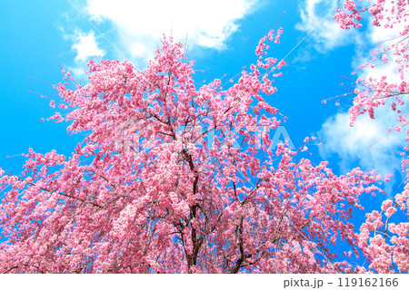 青空と桜 119162166