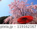 桜と和傘 119162167