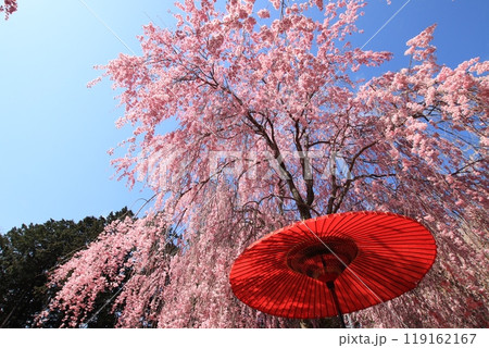 桜と和傘 119162167