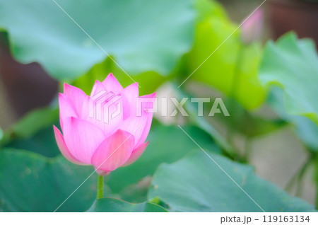 可憐に咲く蓮の花 119163134