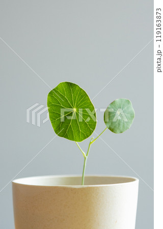 ステファニアエレクタ ステファニアエレクタ 119163873