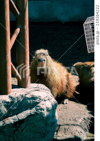 佇むカピバラ 119164222