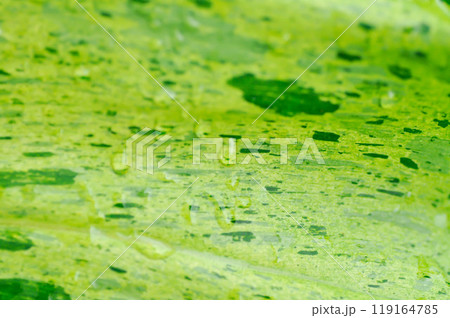 Paraiso Verde or Philodendron paraiso verde or verdant paradise or Philodendron paraiso and rain drop or dew drop or leaf background 119164785