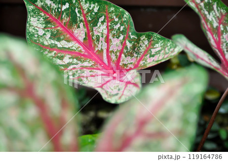 Caladium, Caladium Bicolor Vent or Caladium bicolor 119164786