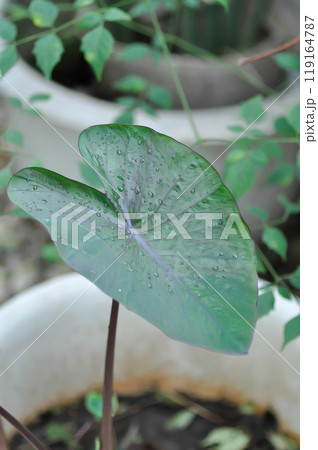 Colocasia esculenta hawaiian punch or hawaiian punch plant or Colocasia esculenta or Araceae or alocasia or colocasia and rain drop 119164787