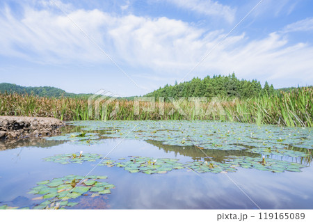 新潟　オニビシが咲く池（柏崎市・長嶺大池） 119165089