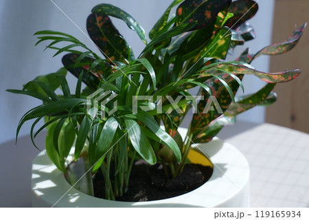窓辺で日光にあたる観葉植物 119165934