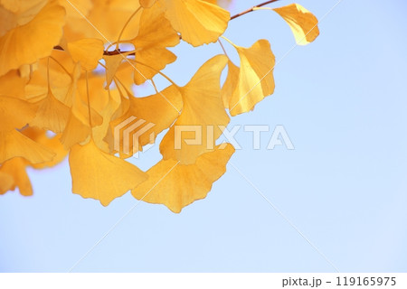 青空に映えるイチョウの黄葉(背景素材) 119165975