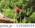 秋の彼岸花、緑背景 119166039