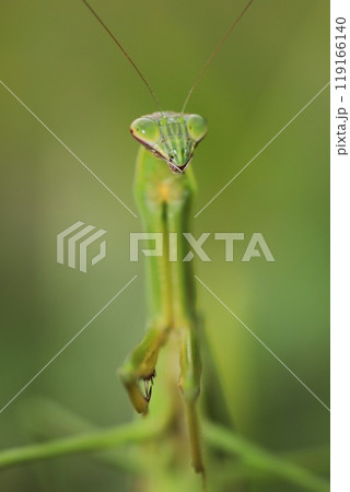 マクロ撮影のカマキリ 119166140