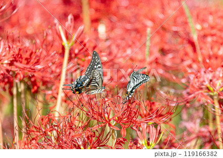 彼岸花とアゲハ蝶 119166382