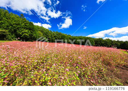 森と赤そば畑 119166776