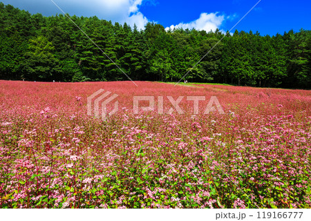 森と赤そばの花畑 119166777