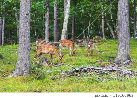 鹿の家族が別荘地で草を食べる風景【野生・動物】 鹿の家族が別荘地で草を食べる風景【野生・動物】 119166962