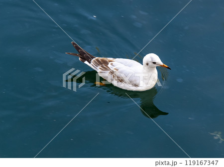 The seagull is swimming 119167347