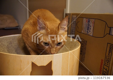 つぶらな瞳で見つめる猫ちゃん つぶらな瞳で見つめる猫ちゃん 119167536