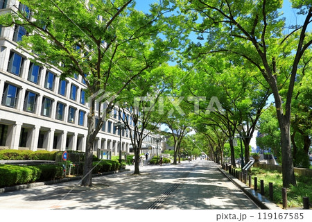大阪市役所ケヤキ並木通り みおつくしプロムナード 大阪市役所ケヤキ並木通り みおつくしプロムナード 119167585