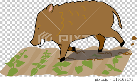 作物を食い荒らすイノシシ 119168173