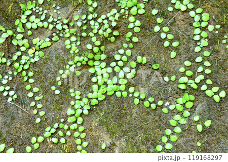 日向薬師に登る山道の岩肌に延びていたまめつた 119168297