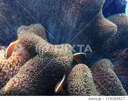 熱帯魚たちと戯れる 熱帯魚たちと戯れる 119168427