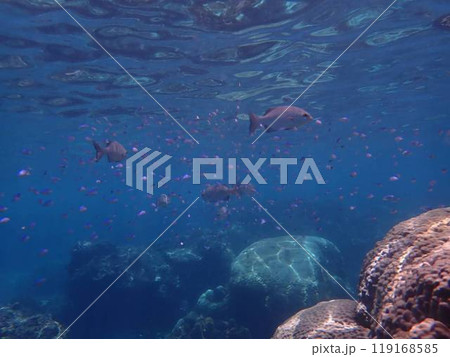 めったに撮れない海中写真 119168585
