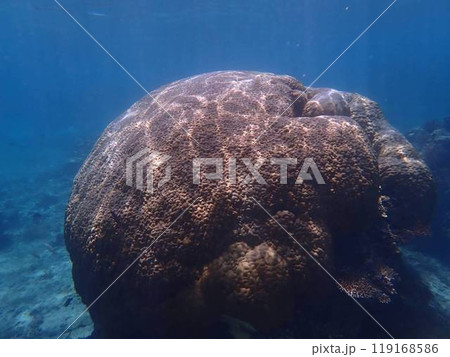 めったに撮れない海中写真 119168586