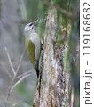 Grey-headed woodpecker 119168682