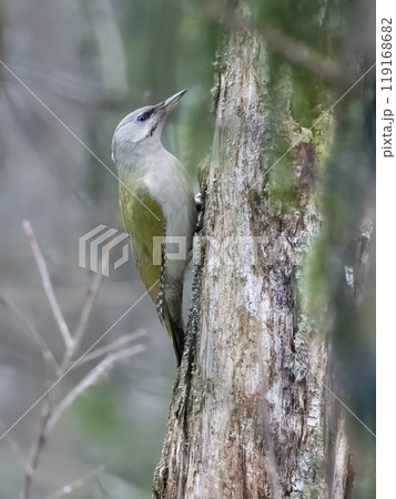 Grey-headed woodpecker Grey-headed woodpecker 119168682