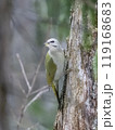 Grey-headed woodpecker 119168683
