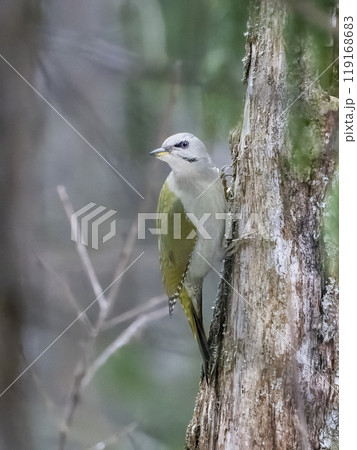 Grey-headed woodpecker 119168683