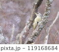 Grey-headed woodpecker 119168684