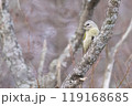 Grey-headed woodpecker 119168685