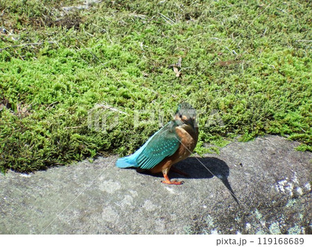 円覚寺のカワセミ 119168689