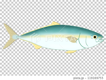 Yellowtail Yellowtail 119169755