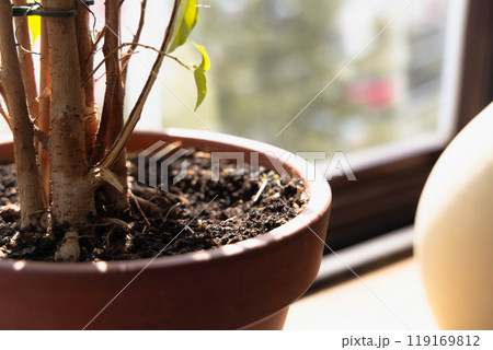 Sunlight illuminating a potted plant on a windowsill, showcasing its vibrant foliage during a bright afternoon 119169812