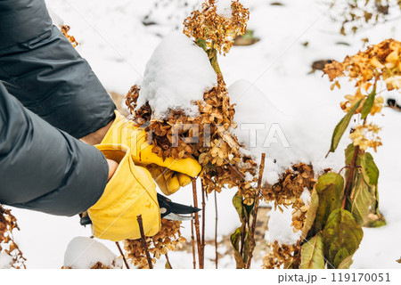 A gardener wearing gloves trims wilted hydrangea flowers before winter A gardener wearing gloves trims wilted hydrangea flowers before winter 119170051