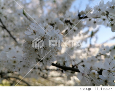 Cherry Blossom or apricot in a morning Sunlight Cherry Blossom or apricot in a morning Sunlight 119170087