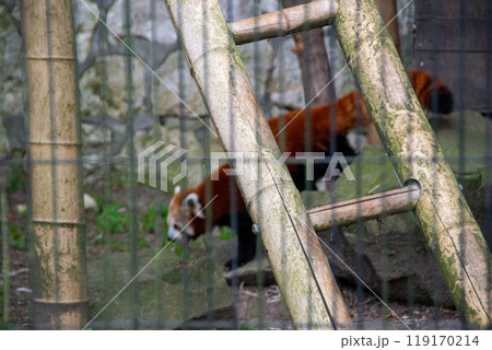 The red panda also called the lesser panda, the red bear-cat The red panda also called the lesser panda, the red bear-cat 119170214