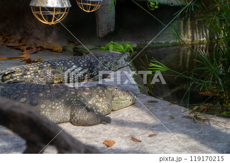 Two alligators are laying on a rock in a pond. Two alligators are laying on a rock in a pond. 119170215