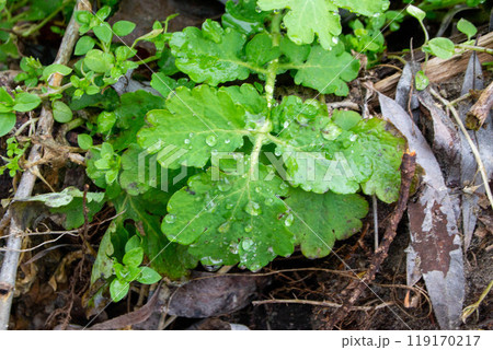 A green plant with water droplets on it and the leaves are wet. 119170217