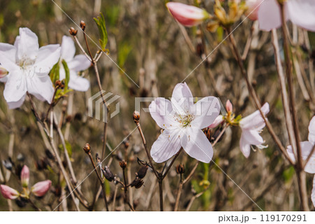 Delicate Pink White Rhododendron Flowers in Spring Bloom. Nature, floriculture, closeup, seasonal beauty, blooming flowers, soft petals, botany, plant life, floral detail concept Delicate Pink White Rhododendron Flowers in Spring Bloom. Nature, floriculture, closeup, seasonal beauty, blooming flowers, soft petals, botany, plant life, floral detail concept 119170291