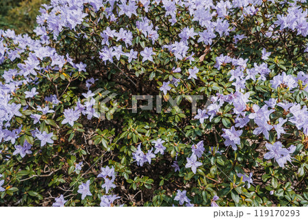Rhododendron 'Blue Dream' Plant. Ericaceae family, botanical garden, species identification, educational display, nature, gardening, floriculture concept 119170293