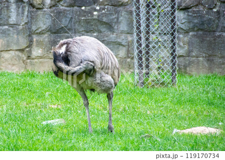 Closeup on the South American greater grey Rhea americana Closeup on the South American greater grey Rhea americana 119170734