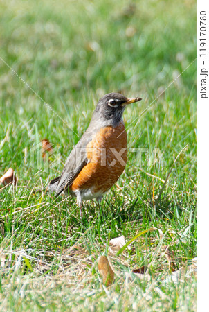 An American robin with worm on beak perched on green grass 119170780